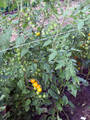 Насіння томату Хані Дропс F1 10 шт (Професійне насіння) недорого