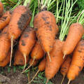 Насіння моркви Курода Шантане 1 г (Професійне насіння) недорого