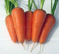 Насіння моркви Шантане Ред Кор 1 г (Професійне насіння) недорого