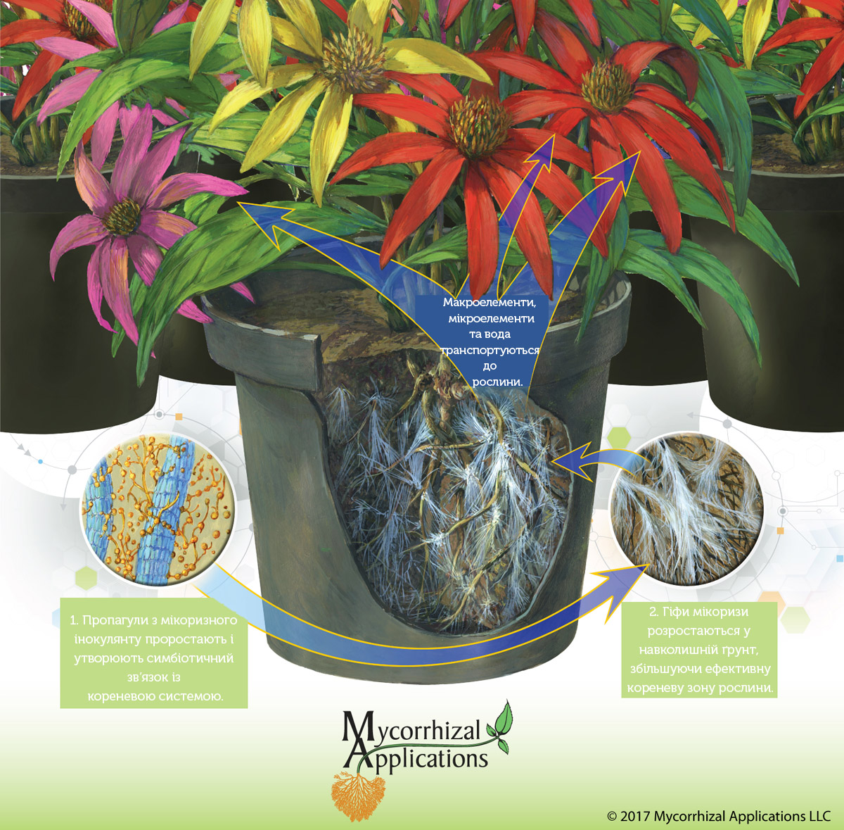 Як працює мікориза Як працює мікориза