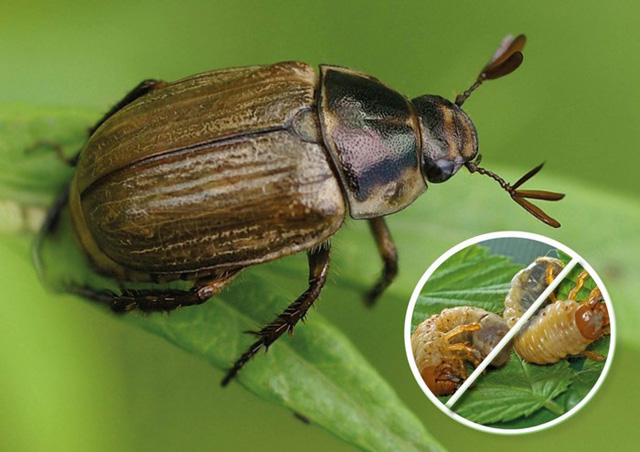 Как избавиться от личинок майского жука? 17 фото и эффективные способы борьбы на клубнике в огороде