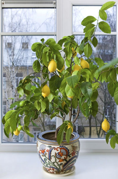 Как Вырастить Плодоносящее Лимонное Деревце Дома. Как Вырастить Лимон из  Косточки в Домашних Условиях и Правильно Ухаживать за Ним