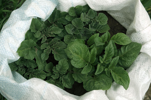 Выращивание Картошки в Мешках. Как Получить до 5кг с Куста