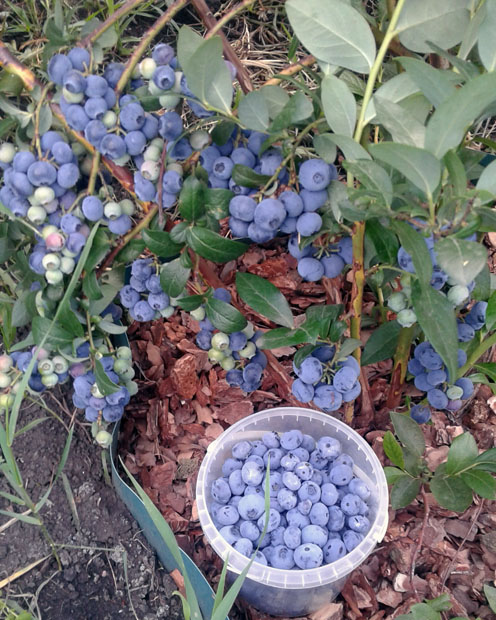 Тонкости Выращивания Голубики Садовой в Украине