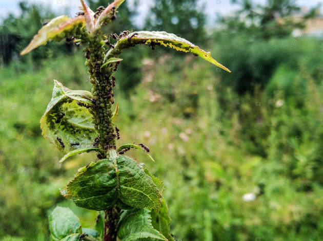 Эффективное средство от муравьев на огороде без вреда для растений