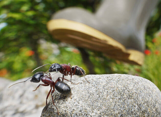 Борьба с муравьями на огороде и в саду