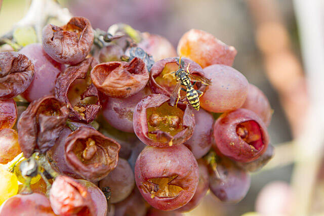 Как спасти виноград от ос