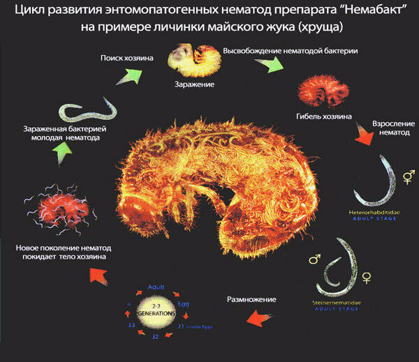 Цикл развития личинки майского жука
