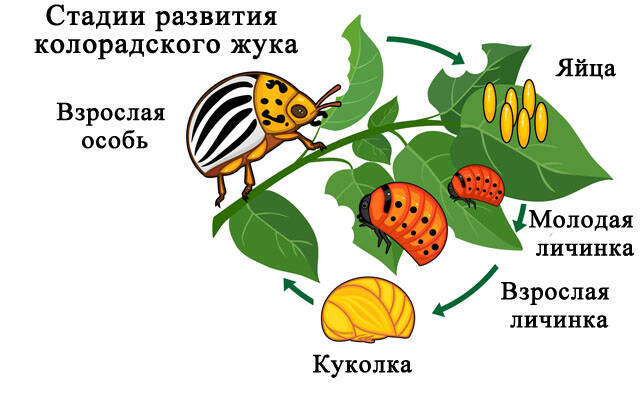 Стадии развития колорадского жука