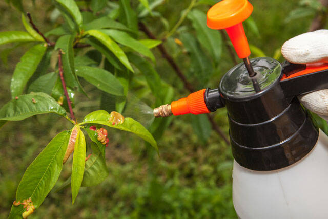 Обработка персика биопрепаратами от курчавости листьев