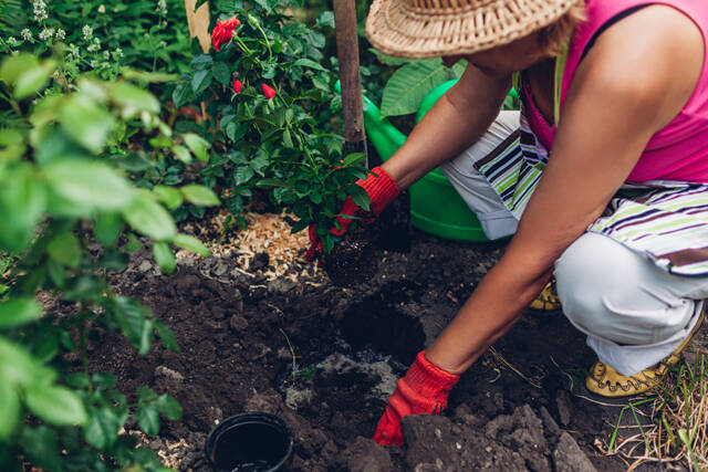 Как посадить розу осенью