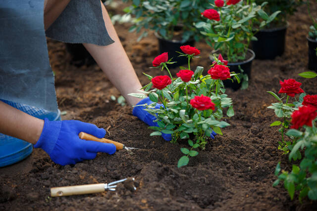 Как посадить розу