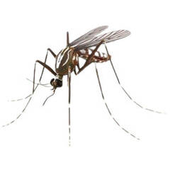 Відлякувачі комарів