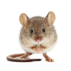 Відлякувачі мишей