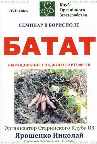 Батат - вирощування солодкої картоплі мудрый-дачник