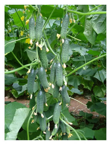 Насіння огірка Капрікорн F1 10 шт (Професійне насіння) фото