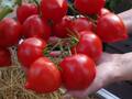 Семена томата Анфиса F1 10шт недорого
