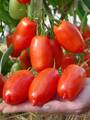 Семена томата Фестиваль F1 недорого