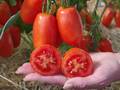 Семена томата Фестиваль F1 в интернет-магазине