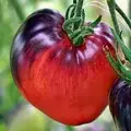 Семена томата Сержант Пепперс F1 (Sgt. Peppers F1) 10 шт в интернет-магазине