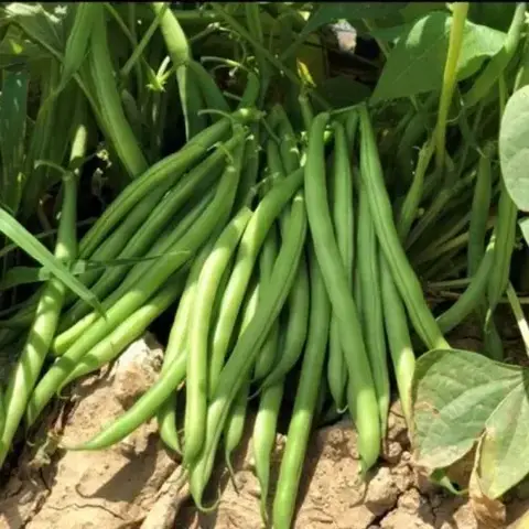 Насіння квасолі спаржевої Бурмен F1 20 шт в интернет-магазине