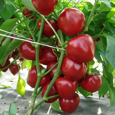 Семена перца Думас 0.2г Купить