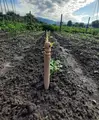 Колышки для разметки грядок, бук, 33 см (2шт)