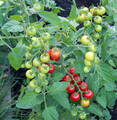 Насіння томату Стромболіно F1 20 шт (Професійне насіння) недорого