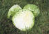 Семена капусты белокачанной Алина F1 20 шт (Профессиональные семена) недорого