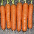 Семена моркови Нантес Скарлет 1г (Профессиональные семена) недорого