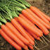 Семена моркови Нантес Тип Топ 1г (Профессиональные семена) недорого