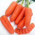 Насіння моркви Чикаго F1 400 шт (Професійне насіння) недорого