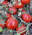Семена томата Бинго F1 10 шт (Профессиональные семена) недорого