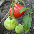 Насіння томату Тріумф Мехіко 25 шт (Сонячний березень) недорого