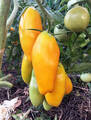 Семена томата Перцевидный Желтый 10шт (Любовь Мязина) недорого