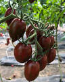 Семена томата Черри Тайгер F1 20шт (Агрофирма СемКо) недорого