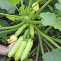 Семена кабачка цуккини Хобби F1 10шт (Агрофирма СемКо) недорого