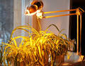 Лампа для растений Рефлакс (комплект) ПРА 150Вт мудрый-дачник