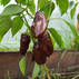 Семена перца Сладкий Шоколад 15шт (Сибирский Сад) недорого