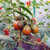 Семена томата Ашдод F1 5шт (Агрофирма СемКо) в интернет-магазине