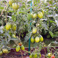 Семена томата Луштица F1 5шт (Агрофирма СемКо) недорого