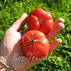 Семена томата Весенние Заморозки Сараева 100шт (Солнечный Март) недорого