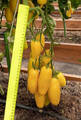 Семена томата Сибирские Бананы 20шт (Сибирский Сад) недорого