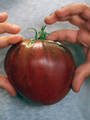 Семена томата Черное Сердце Америки 20шт (Сибирский Сад) недорого