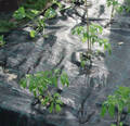 Агроткань от сорняков черная 100 г/м2 1.1 х 25 м фото