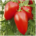 Насіння томату Адель F1 8 шт (Професійне насіння) недорого