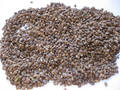 Семена Эспарцета Посевного 0.5 кг в интернет-магазине