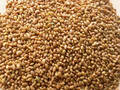 Семена Люцерны Посевной 0.5 кг недорого