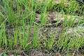 Семена лука-батуна Пьеро 300шт (Солнечный март) недорого