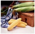 Насіння кукурудзи Оверленд F1 15шт (Професійне насіння) в интернет-магазине